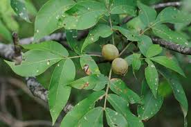 Attēlu rezultāti vaicājumam “Carya”