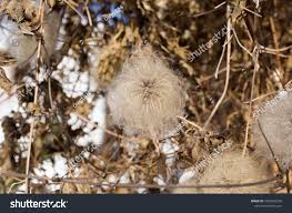 Attēlu rezultāti vaicājumam “Clematis fruit”