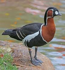 Image result for Branta ruficollis
