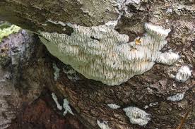 Attēlu rezultāti vaicājumam “Antrodia mellita”