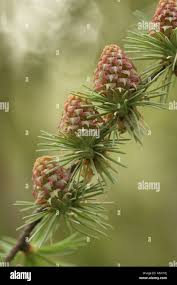 Attēlu rezultāti vaicājumam “Larix kaempferi fruit”