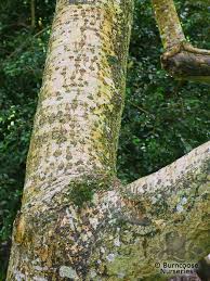 Attēlu rezultāti vaicājumam “Phellodendron amurense bud”