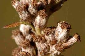 Attēlu rezultāti vaicājumam “Artemisia vulgaris bud”