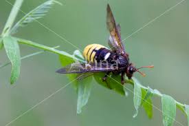 Attēlu rezultāti vaicājumam “Cimbex luteus”