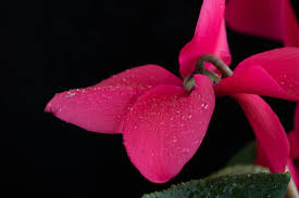 Attēlu rezultāti vaicājumam “Diderma montanum var. album macro”