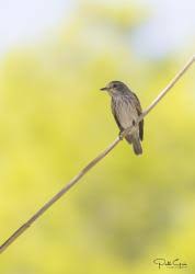 Attēlu rezultāti vaicājumam “Muscicapa striata adult”
