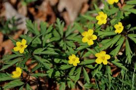 Image result for Buschwindröschen