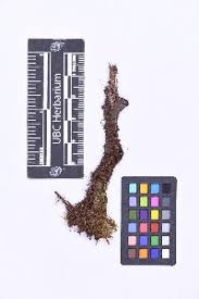 Attēlu rezultāti vaicājumam “Cephaloziella elachista”