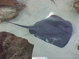 Image result for Pteroplatytrygon violacea