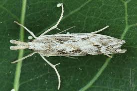 Attēlu rezultāti vaicājumam “Pediasia fascelinella”