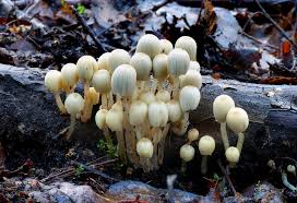 Attēlu rezultāti vaicājumam “Coprinus disseminatus”