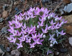 Attēlu rezultāti vaicājumam “Galium elongatum”