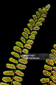 Attēlu rezultāti vaicājumam “Asplenium trichomanes”
