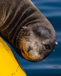 Image result for Zalophus californianus