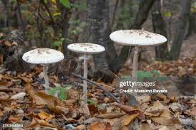 Attēlu rezultāti vaicājumam “Macrolepiota procera”