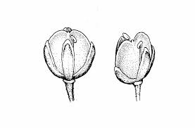 Attēlu rezultāti vaicājumam “Lepidium densiflorum flower”