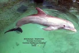 Image result for Tursiops truncatus