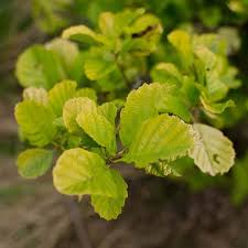 Attēlu rezultāti vaicājumam “Alnus”