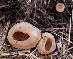 Attēlu rezultāti vaicājumam “Peziza badia”