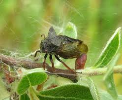 Attēlu rezultāti vaicājumam “Centrotus cornutus”