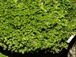 Attēlu rezultāti vaicājumam “Porella platyphylla”