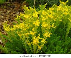 Attēlu rezultāti vaicājumam “Sedum sexangulare flower”