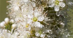 Attēlu rezultāti vaicājumam “Sorbaria sorbifolia flower”