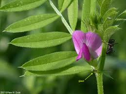 Attēlu rezultāti vaicājumam “Vicia”