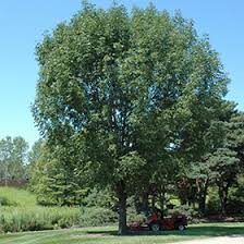 Attēlu rezultāti vaicājumam “Fraxinus pennsylvanica”