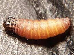 Attēlu rezultāti vaicājumam “Psyche casta larva”