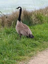 Attēlu rezultāti vaicājumam “Branta canadensis”
