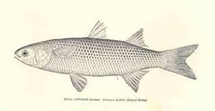 Image result for Mugil cephalus