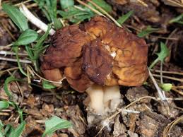 Attēlu rezultāti vaicājumam “Gyromitra esculenta”