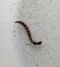 Attēlu rezultāti vaicājumam “Raphidioptera larva”