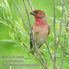 Attēlu rezultāti vaicājumam “Carpodacus erythrinus adult”