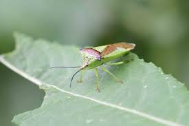 Attēlu rezultāti vaicājumam “Acanthosoma haemorrhoidale”