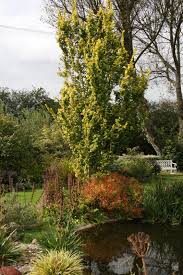 Attēlu rezultāti vaicājumam “Ulmus x hollandica”