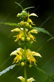 Attēlu rezultāti vaicājumam “Lamiastrum galeobdolon”