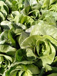 Image result for Kopfsalat