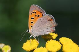 Attēlu rezultāti vaicājumam “Lycogala sphaeroconicum young”