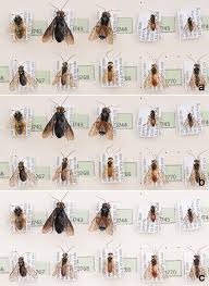 Attēlu rezultāti vaicājumam “Rabdophaga heterobia”