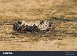 Attēlu rezultāti vaicājumam “Hedya salicella”