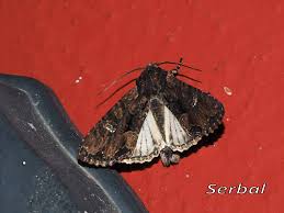 Attēlu rezultāti vaicājumam “Mamestra brassicae exuvia”