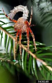 Attēlu rezultāti vaicājumam “Araneidae”