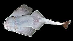 Image result for Squatina dumeril