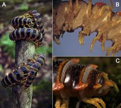 Attēlu rezultāti vaicājumam “Mycosphaerella millegrana”