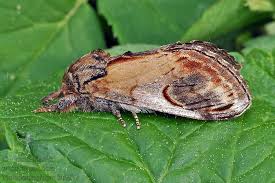 Attēlu rezultāti vaicājumam “Notodonta ziczac”