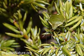 Attēlu rezultāti vaicājumam “Chlorochroa juniperina”