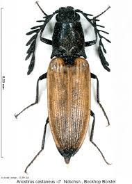 Attēlu rezultāti vaicājumam “Anostirus castaneus”