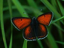 Attēlu rezultāti vaicājumam “Lycaena hippothoe male”